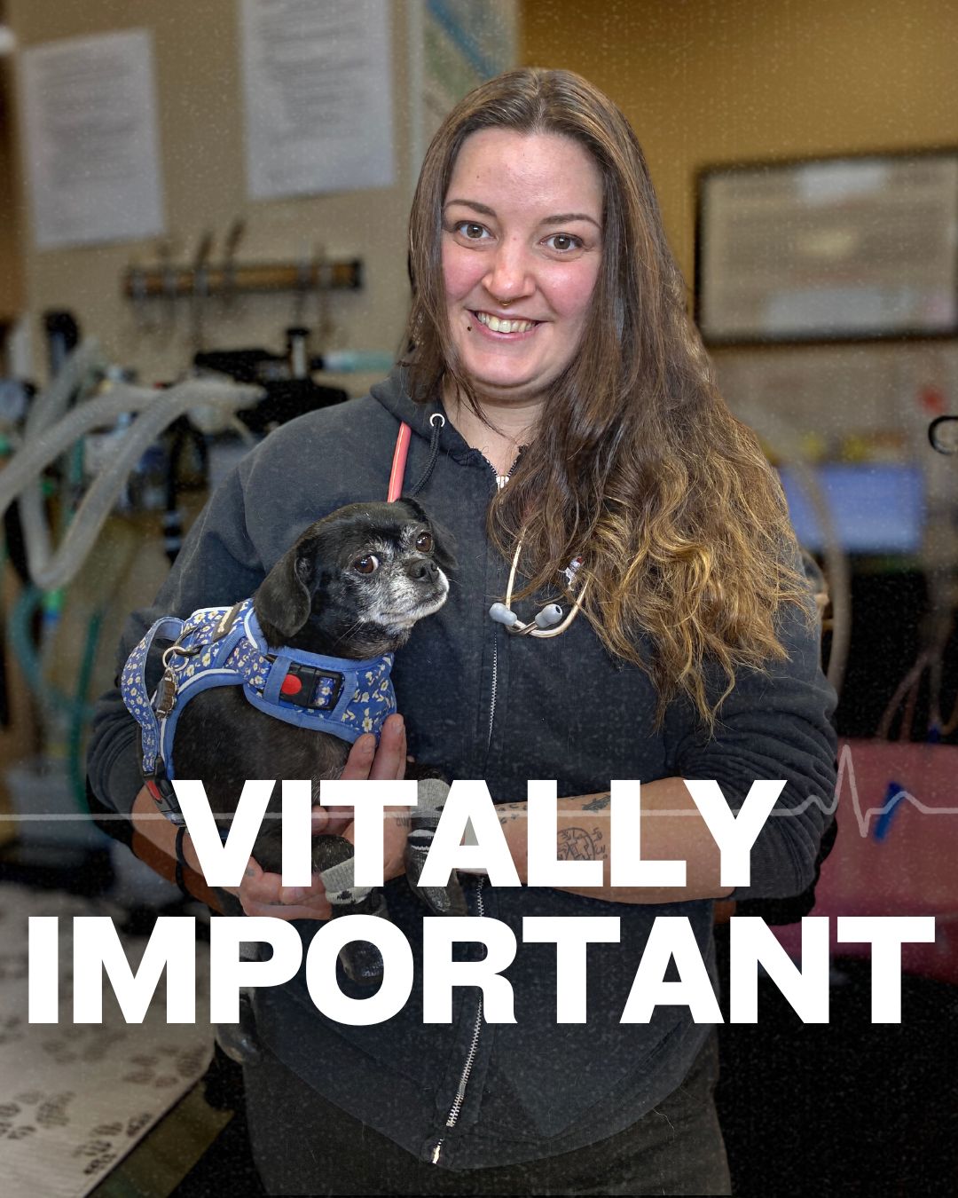 Vitally Important - British Columbia Veterinary Technologists Association